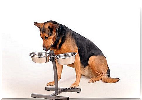 How many meals should your dog have?