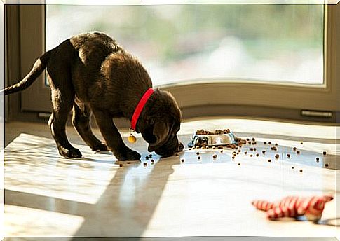 Dog eating dog food spread on the floor