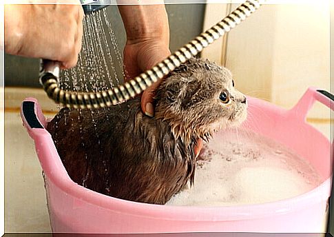 How often should a cat bathe?