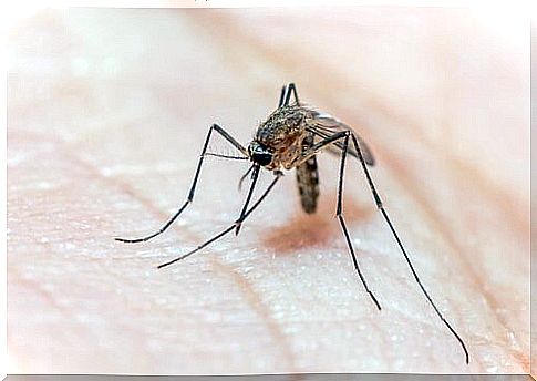 How to Avoid Mosquito Bites: Helpful Tips!