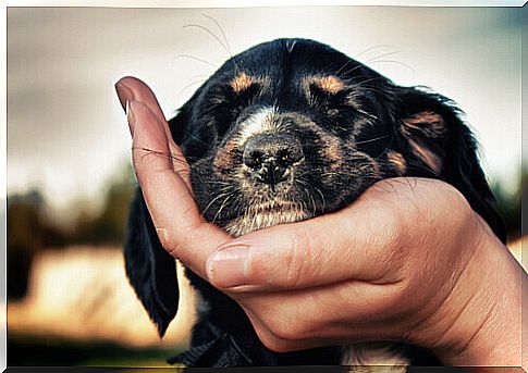 Little dog with head supported on one hand