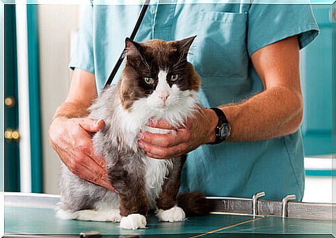 cat being examined by the veterinarian