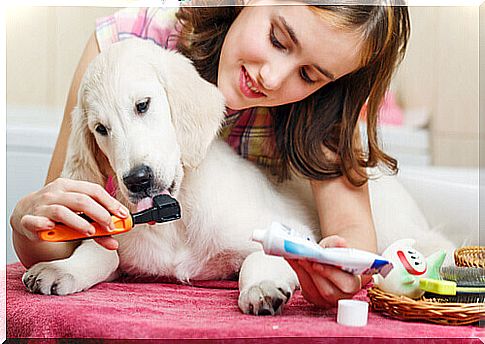 owner brushing dog teeth