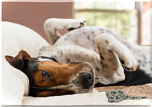 How to Eliminate Dog Odors from Your Home