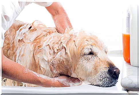 dog taking a shower