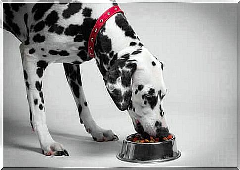 How to feed a diabetic dog?