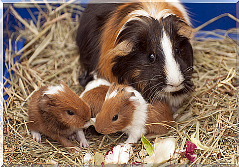 How to make a home for guinea pigs