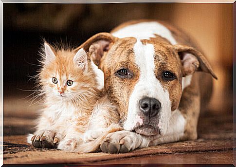 How to prevent heat stroke in dogs and cats?