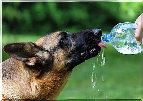 german shepherd drinker