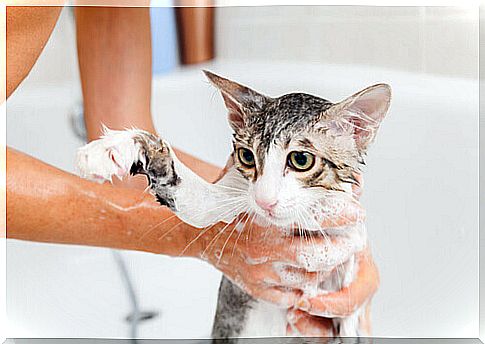 How to bathe the cat correctly