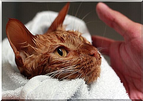 cat after bathing