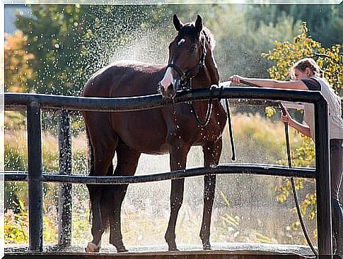 How to cool your horse in summer?