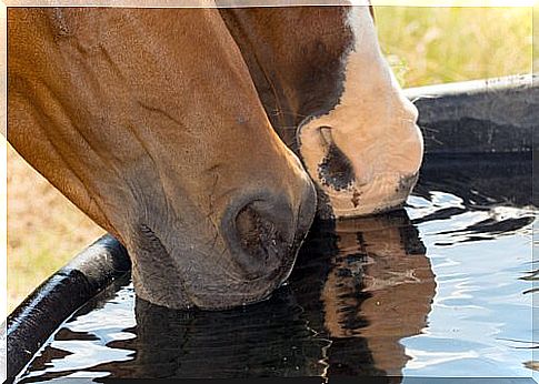 A hidratação, um fator fundamental para os cavalos