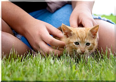 cub_cat_being_acariciado_grama