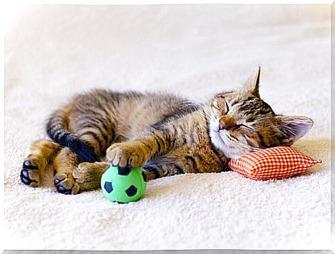 kitten_filhote_bola_pillow