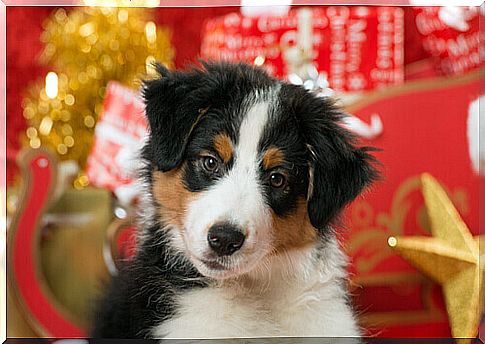 How to take care of pets at Christmas