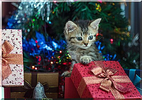 Christmas gifts for cats