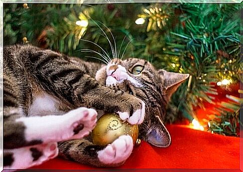 kitten playing with christmas ball