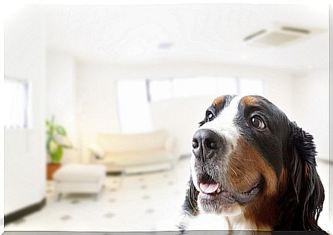 Ensinar seu cachorro a ficar sozinho