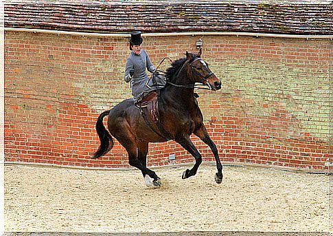 How to train horses for exhibition