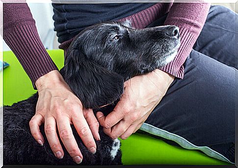 How to Treat Canine Urinary Infection