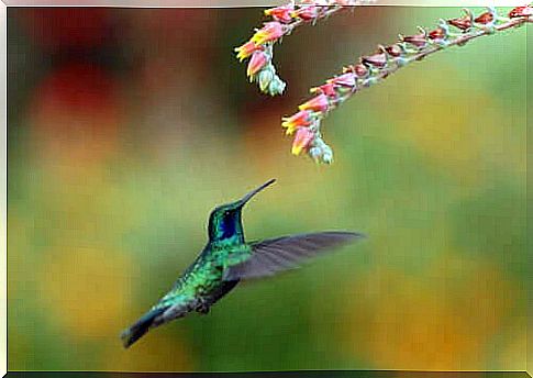 Hummingbird pollination and migration process