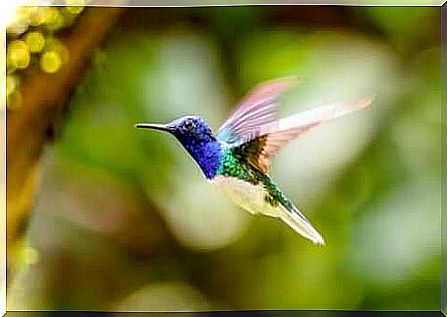 The hummingbird migration