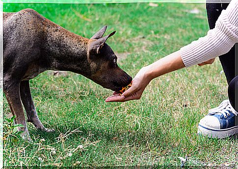 stray dog ​​rescue boy