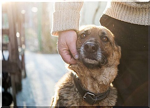 dog and person