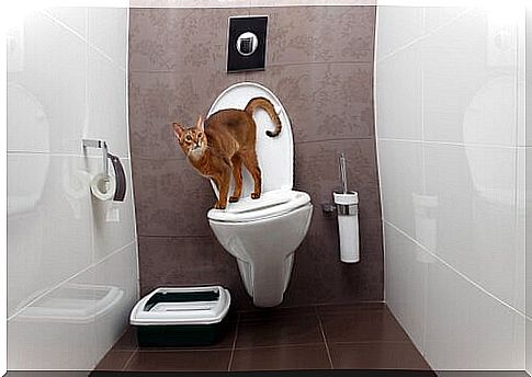 incontinence in cats