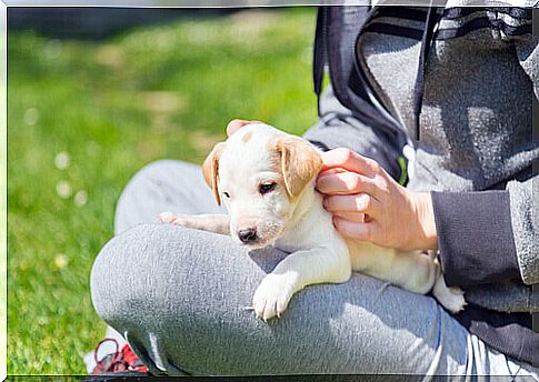 puppy in lap