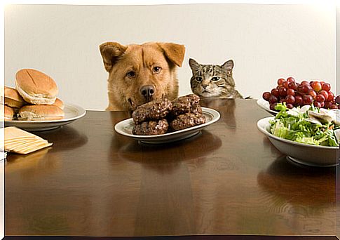 Is dog food bad for cats?  And vice versa