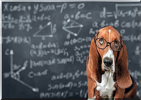 Is it possible to stimulate the dogs' intelligence?