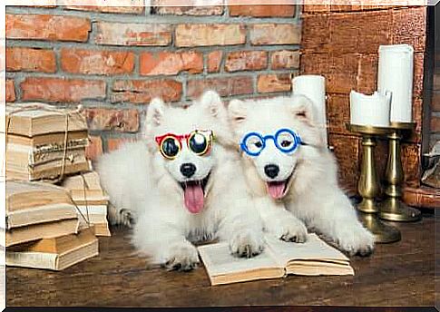 dogs wearing glasses