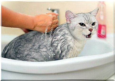 Is it recommended to bathe my cat?