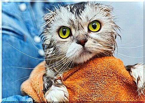 cat after bathing