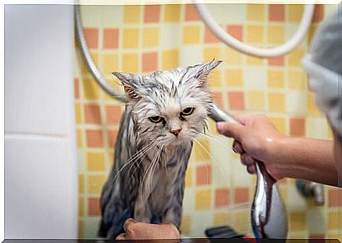 cat taking a bath