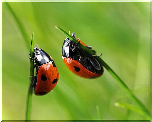 Ladybugs: learn more about their characteristics