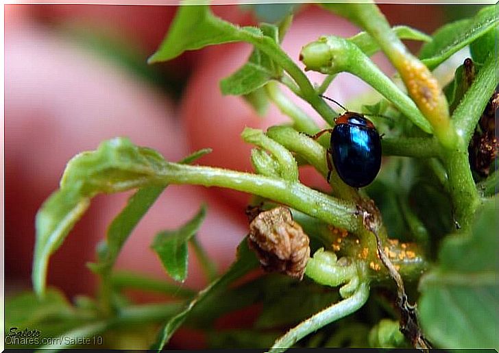 blue ladybug