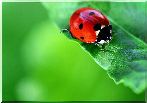 red ladybug on leaf