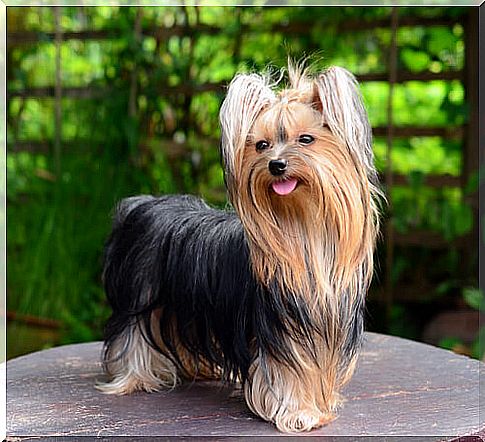 Know all about the yorkshire terrier breed