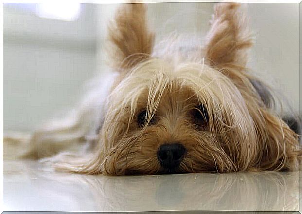 yorkshire terrier lying down looking at the camera