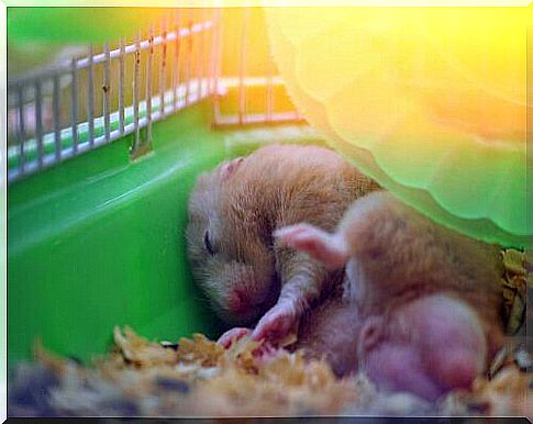 Learn how to prevent heat stroke in hamsters