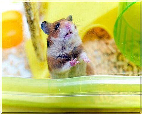 hamster as a pet