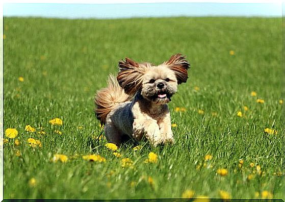 Lhasa apso: know its main features