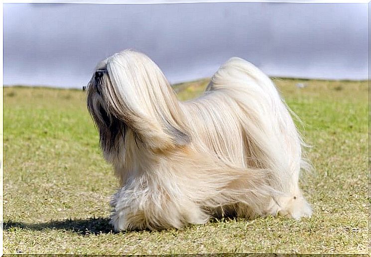 Physical characteristics of the lhasa apso