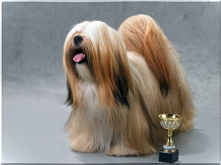 Lhasa apso in beauty contest