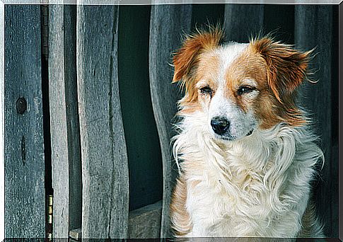 Dog house made from a bucket