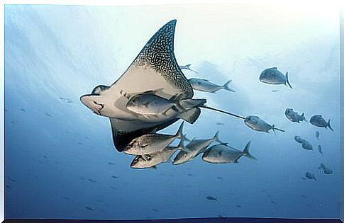 Little-known marine species: rays