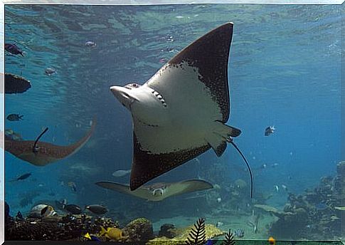 stingrays at the bottom of the sea